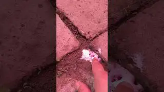 ИЗГОНЯЕМ МУРАШЕК РАЗ И НАВСЕГДА🐜🐜🐜 