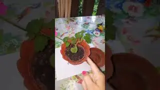Почему мелкие листья у пеларгонии/герани.