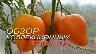 Обзор КОЛЛЕКЦИОННЫХ ТОМАТОВ. IV ЧАСТЬ.