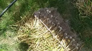 Уборка чеснока на экспериментальном участке. Гермидор, Месидром, Морадо, Гулливер, Мерефянский и т.д