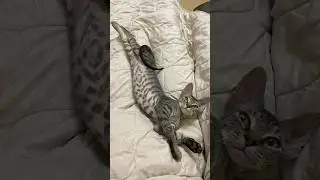Я полтора года как мама этого ангелочка 🤗
