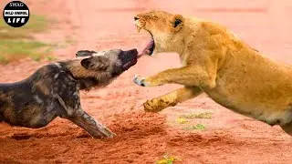 30 Tragic Moments Wild Dog Vs Lion Fight To The Last Breath Greatest | Animal Fight