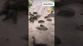 #fishing #foryou #viralvideo #shorts #shortvideo