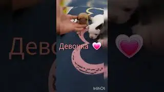 Щенки чихуахуа, к/ш.