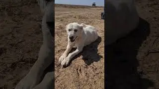 Менгли 10 лет отарная Алабайша!