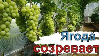 Обзор теплиц на 20 июля.