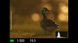 Weidevogels fotograferen: kijk mee met mijn camera (sfeer)