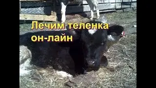 Как лечить теленка от поноса. Лечим пошагово, день за днем