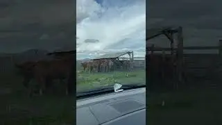 Алтай, август 2023❤️Собачья жизнь🤍