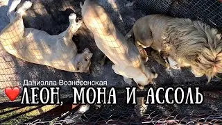 ❤️Лев ЛЕОН,  МОНА и АССОЛЬ. Тайган. Life of lions.Taigan.