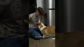 Корги за решеткой 