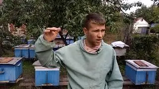 Что ждать от пчеловодства?Цена на пчелопакеты в 2022году !