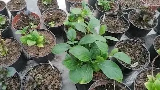 Чем подкормить гортензию весной