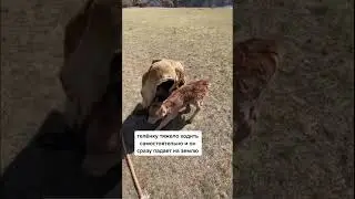 Вы бы помогли теленку или оставили?