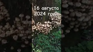 Осенние опята в августе.  16.08.24.