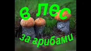 За грибами по Вологодским лесам