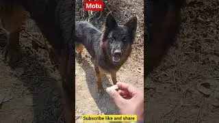 German shepherd dog 🐕#shortsfeed #shortvideo #trending #ytshorts #animals #doglover #shorts #short