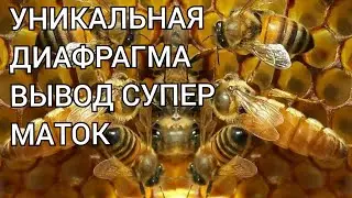 УНИКАЛЬНЫЙ МЕТОД ВЫВОДА ПЧЕЛИНЫХ МАТОК  ДИАФРАГМА  ДЮКАРЕВЫХ