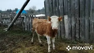ОПЯТЬ СТРОЙКА И ПЕРЕСТАНОВКА ТЕЛЯТ ПО САРАЯМ!ГОТОВИМ МЕСТО К ОТЕЛАМ!ОЧЕРЕДНОЙ САРАЙ ПОЛОН ТЕЛЯТ!
