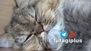 Котик ложиться спать 7 фон для видеомонтажа скачай Котики обормотики