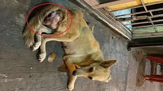 Rescue Stray Dog who had Canine transmissible venereal tumors