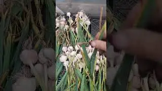 между ливнями успеваю чеснок убрать