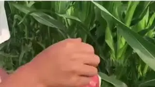 КАК ВЫГЛЯДИТ ПО-НАСТОЯЩЕМУ СПЕЛЫЙ АРБУЗ 🍉