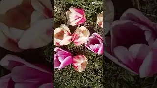 #цветы #8марта #тюльпаны #tulip #сад #tulpa