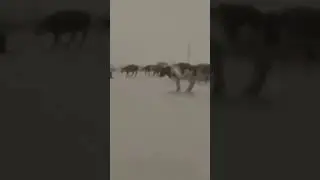 Коровы на льду! По дороге на рыбалку!!! Или snow ice fishing!