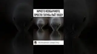 Как голуби пьют воду: 🤣 
