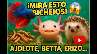 Te muestro ALGUNOS 🐠 BICHEJOS 🐸 del canal 📹 (AJOLTE,BETTA ,GUSANOS ,ERIZOS...)