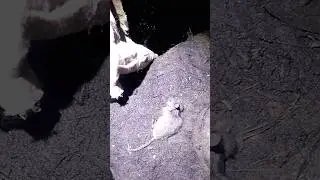 Мышинный приямок.