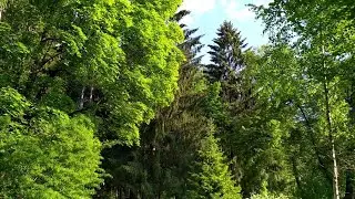 Павловский парк в июне. Зелень, луговые цветы, изумительный воздух! | пригороды Питера