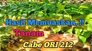 Cara Tanam Cabe Jenis Ori 212 | Tanam Menggunakan Mulsa | @kendeltani