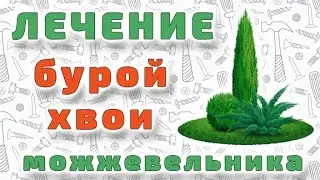 Лечение побуревшей хвои можжевельника виргинского.