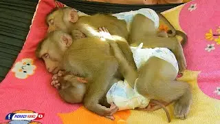Three Cuties Baby Olly Hug Brother Kako And Sister Luna Sleeping On Hammock