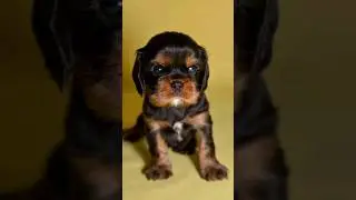 📞+7 928 201-49-69 Продаются щенки 🐶 Кавалер Кинг Чарльз спаниель 📍 Краснодар ✍️ Виктория Раина