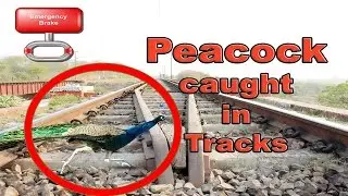 **Caught On Camera** Peacock Caught In Rail Tracks | Train Table | INDIAN RAILWAYS