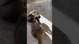Котенок ищет дом.