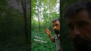 Странные звуки в лесу...То ли скрипы, то ли вскрики... Кто знает что это, напишите.