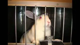 SCTA presents- Types of animal cruelty which should be strictly prohibited