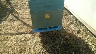 Карпатка, Трудолюбивая пчела. Пчеловодство.Нефтекамск.