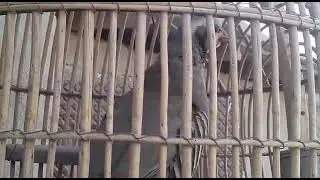 Кабки Помир