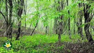 Rain Sound in the Forest and Birds Singing - 10 hours Relax and Sleep
