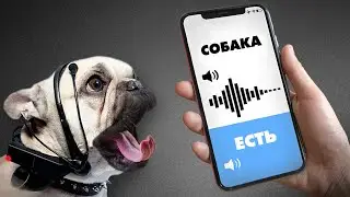 Гаджет, Который Переводит Язык Животных