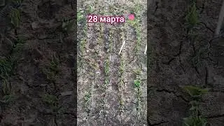 луковички тюльпанов на доращивании 🌷