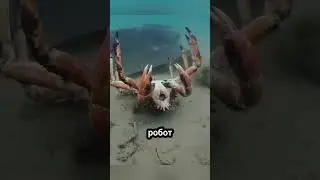 Крабы, спасшие робота-краба! 🤖🦀❤️ 