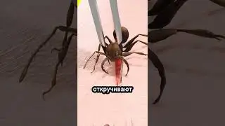 Использование муравьев для зашивания ран 🐜 