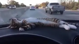 А мне всё пофиг!