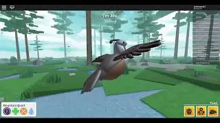 The Crazy Quail! | Bird Simulator (Roblox)